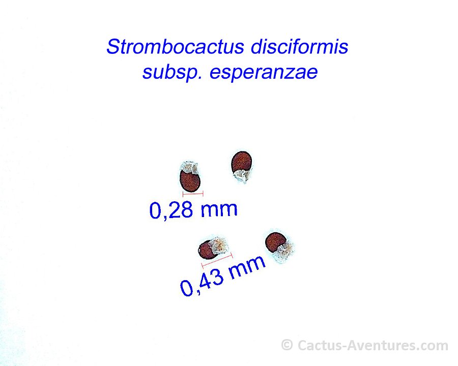 Strombocactus disciformis ssp. esperanzae JM